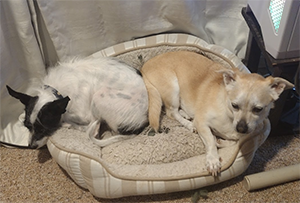 EE Isherwood's dogs